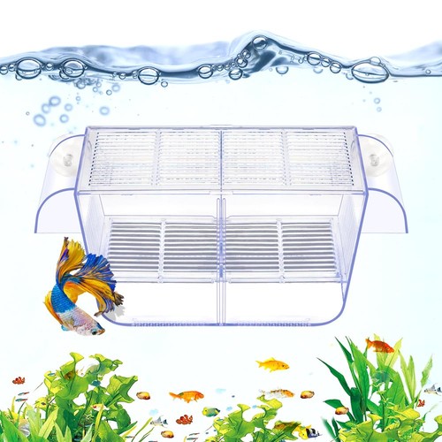 Fish breeding aquarium holding - breeding,