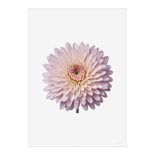 Chrysanthemum flower wall - flower',