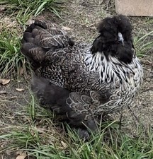 6 - Pencil Laced Silkies/