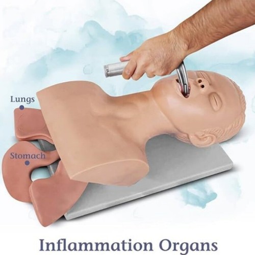 Intubation manikin study - manikin,