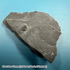 Elrathia kingi Trilobite