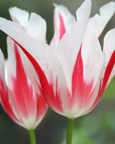Lily tulips marilyn - x,