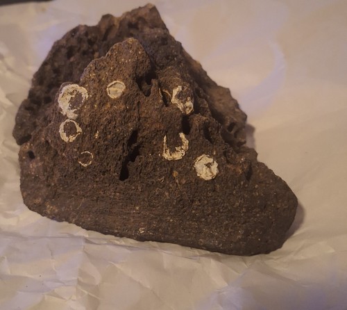 Fossil mammoth skull cranium - mammoth,