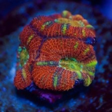 🦓🏆Striped Holy Grail