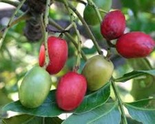 Harpephyllum Caffrum - 10