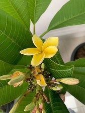 PLUMERIA
