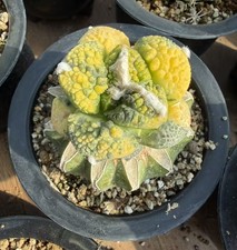 Rare Ariocarpus Fis Hybird