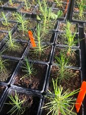 Rare and Unusual Tree Collection-Multibuy Discount-Bonsai Ready -Plant Passports