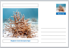 Coral - Staghorn Coral (Acropora spp) souvenir postcard mint