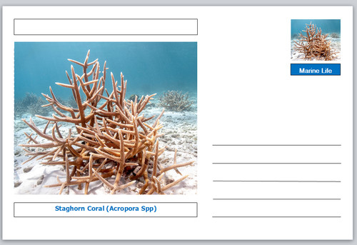 Coral staghorn - coral,