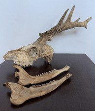 Roe Deer Skull With Antlers & Lower Jaw Bones