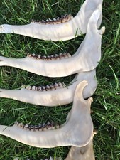 Red / Roe Deer Jaw Bones - Teeth - X1
