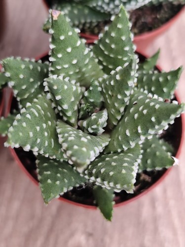 Haworthia margaritifera pearl - haworthia, 'pearl