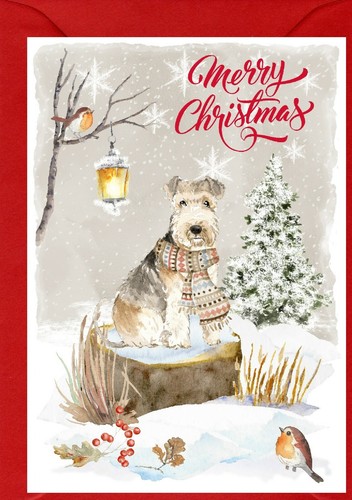 Lakeland terrier dog x - terrier, a6