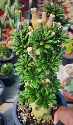 Rare live house plant - rare,