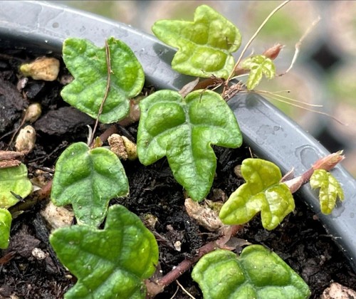 5cm ficus quercifolia - quercifolia, 2x