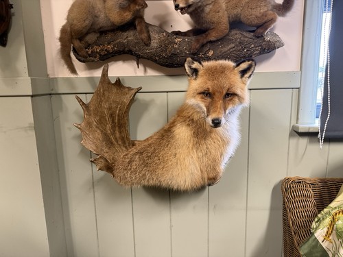Taxidermy unusual fox mounted - unusual,