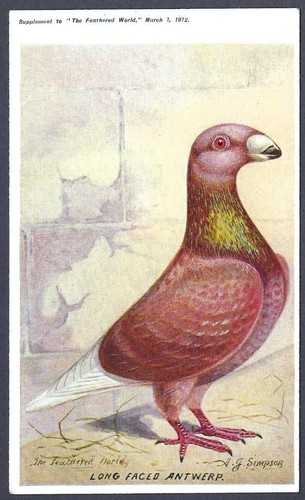 The long faced antwerp pigeon - the,