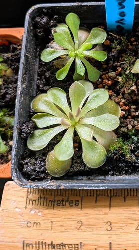 Young mexican butterwort - mexican,