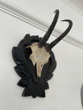 Mountain Goat Horns 457