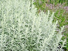 301+PRAIRIE SAGE Flower seeds