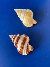 Seashell - Gyrineum gyrinum - tadpole titron shell 30mm