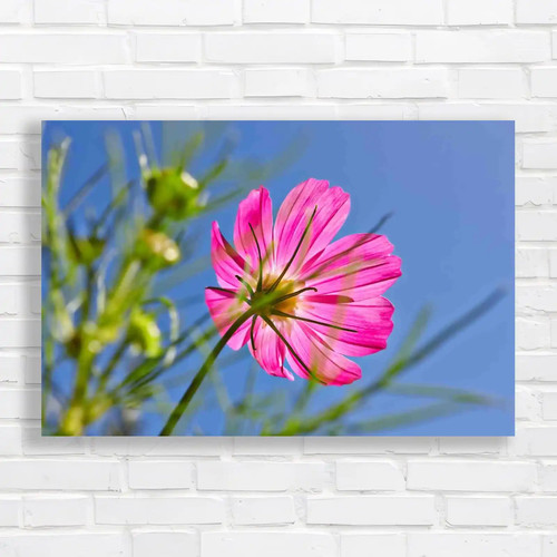 Daisy flower sunlit sky - in,
