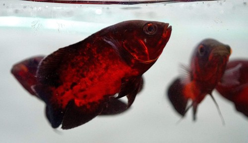 Oscar black red chili - oscar, black-red