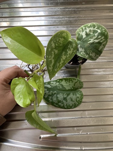 Scindapsus pothos argyraeus - 3,