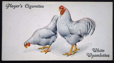 WHITE WYANDOTTE  Chickens