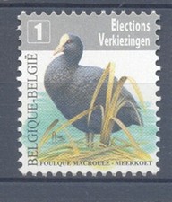 BELGIUM 2010 eurasian coot