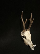 Roe deer horns. Antlers