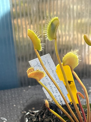 Venus fly trap - wip, slim