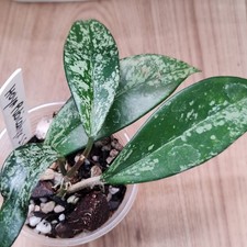 Hoya Pubicalyx Silver Splash