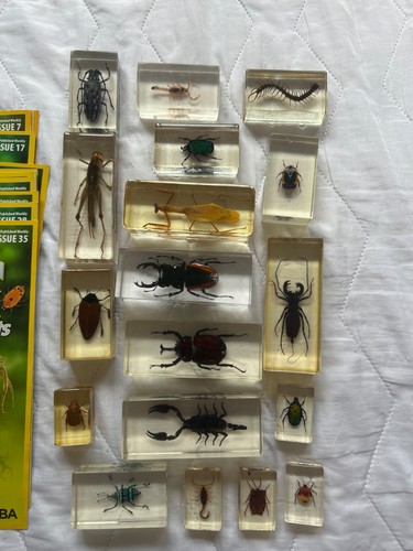 Real bugs resin - real,
