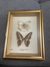 Taxidermy Framed Examples of  Butterflies