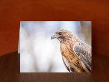 Red Tailed Hawk - A5 Photography Card