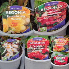 Trailing Upright Begonia