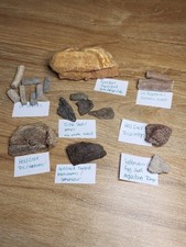 GREAT Dinosaur Fossil Collection Triceratops, T-Rex,  Struthiomimus (Ref1008) 