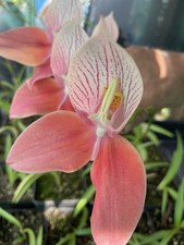 Disa Orchid “penance” Small Established Plants, Posted Potted