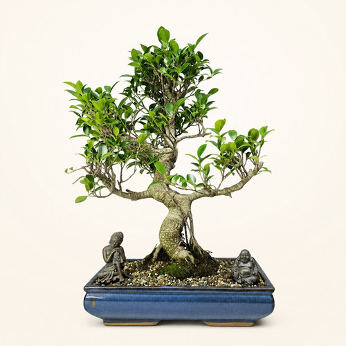 Ficus microcarpa - ficus,