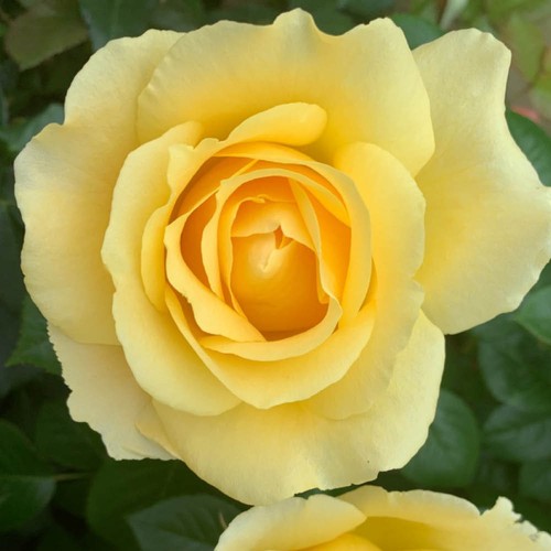 Rose alfie boe obe - rose, obe'