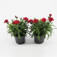 2 x Dianthus Oscar 'Cherry' -