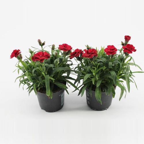 Dianthus oscar cherry - oscar, 'cherry'