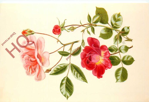 Postcard flowers roses - postcard:-flowers,,