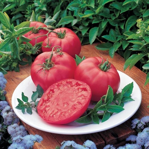 Tomato brandy boy 15 - f1,