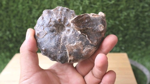 Mammites nodosoides ammonite - nodosoides,