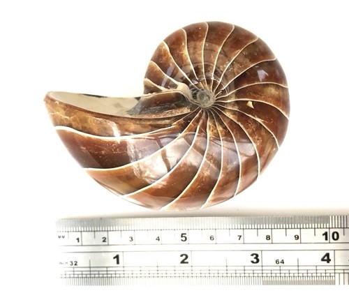 Fossil nautilus best grade - fossil,