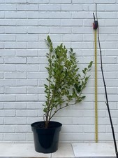 Griselinia Littoralis