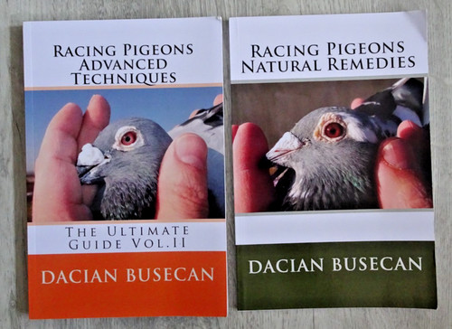 Racing pigeon dacian busecan - pigeon,